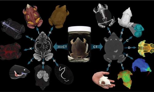 <b>MorphoSource存档将包含超过20,000免费的3D可打印的脊</b>